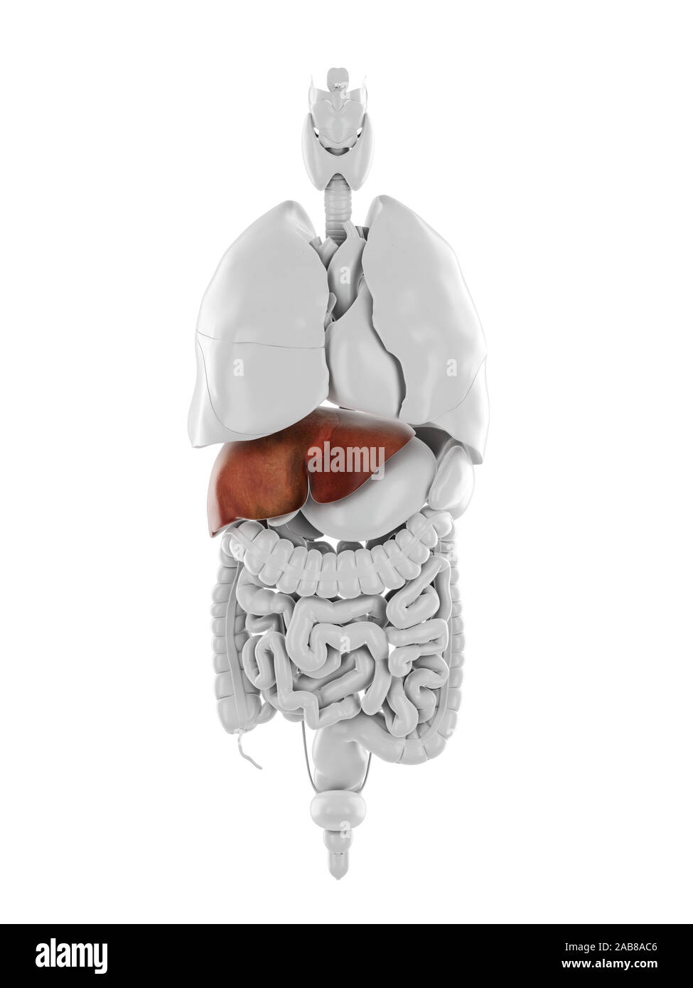 3d rendered medically accurate illustration of the liver Stock Photo ...