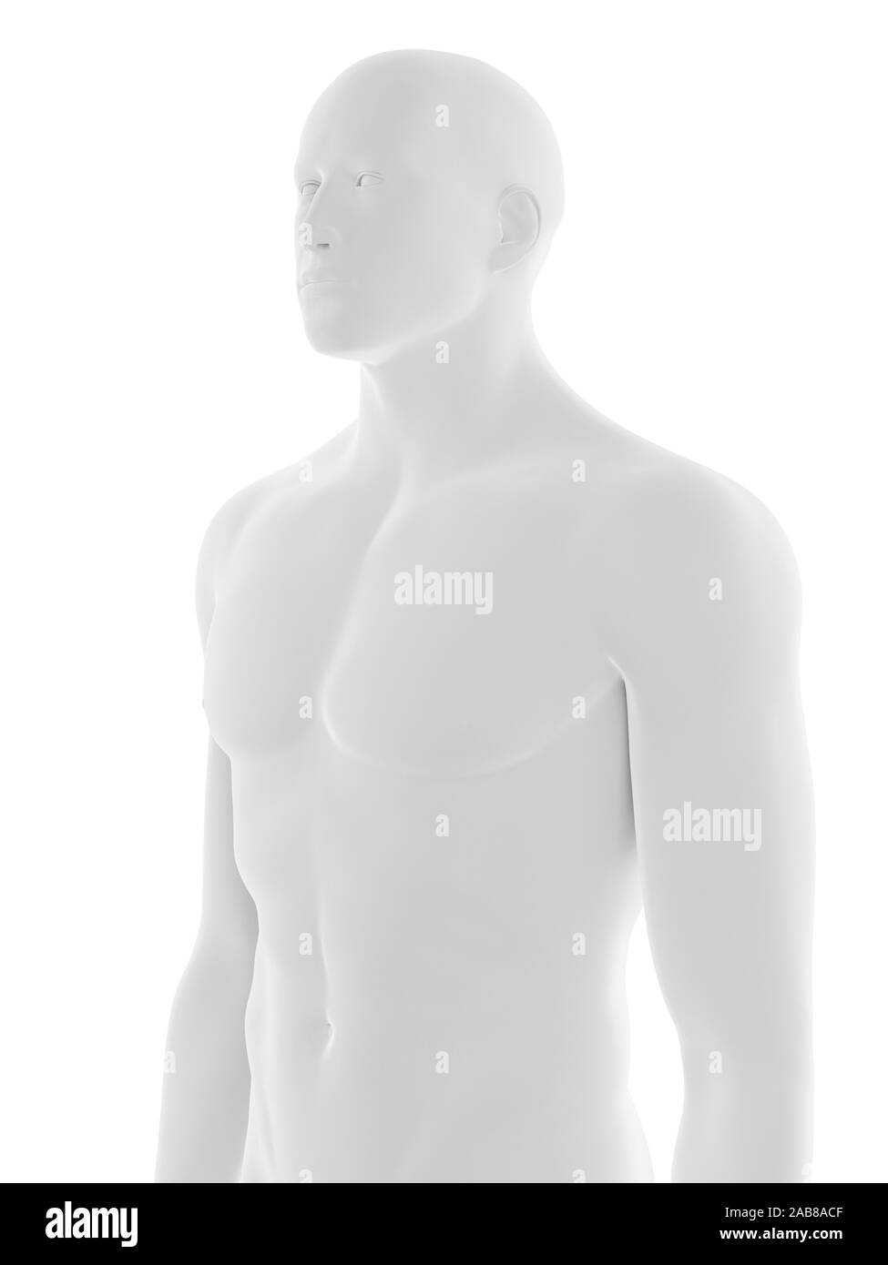 White Upper Body Mannequin