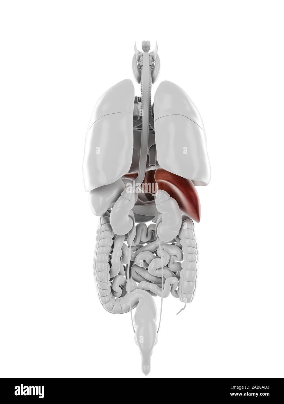 3d rendered medically accurate illustration of the liver Stock Photo ...