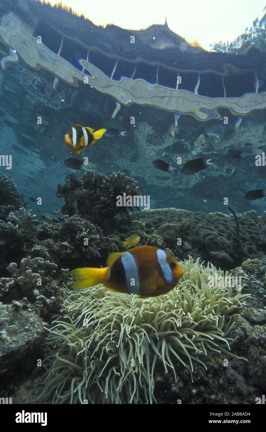 Yellowtail clownfish (Amphiprion clarkii), and host anemone (Heteractis crispa) in shallow water alongside a resort facility. Solomon Islands Stock Photo