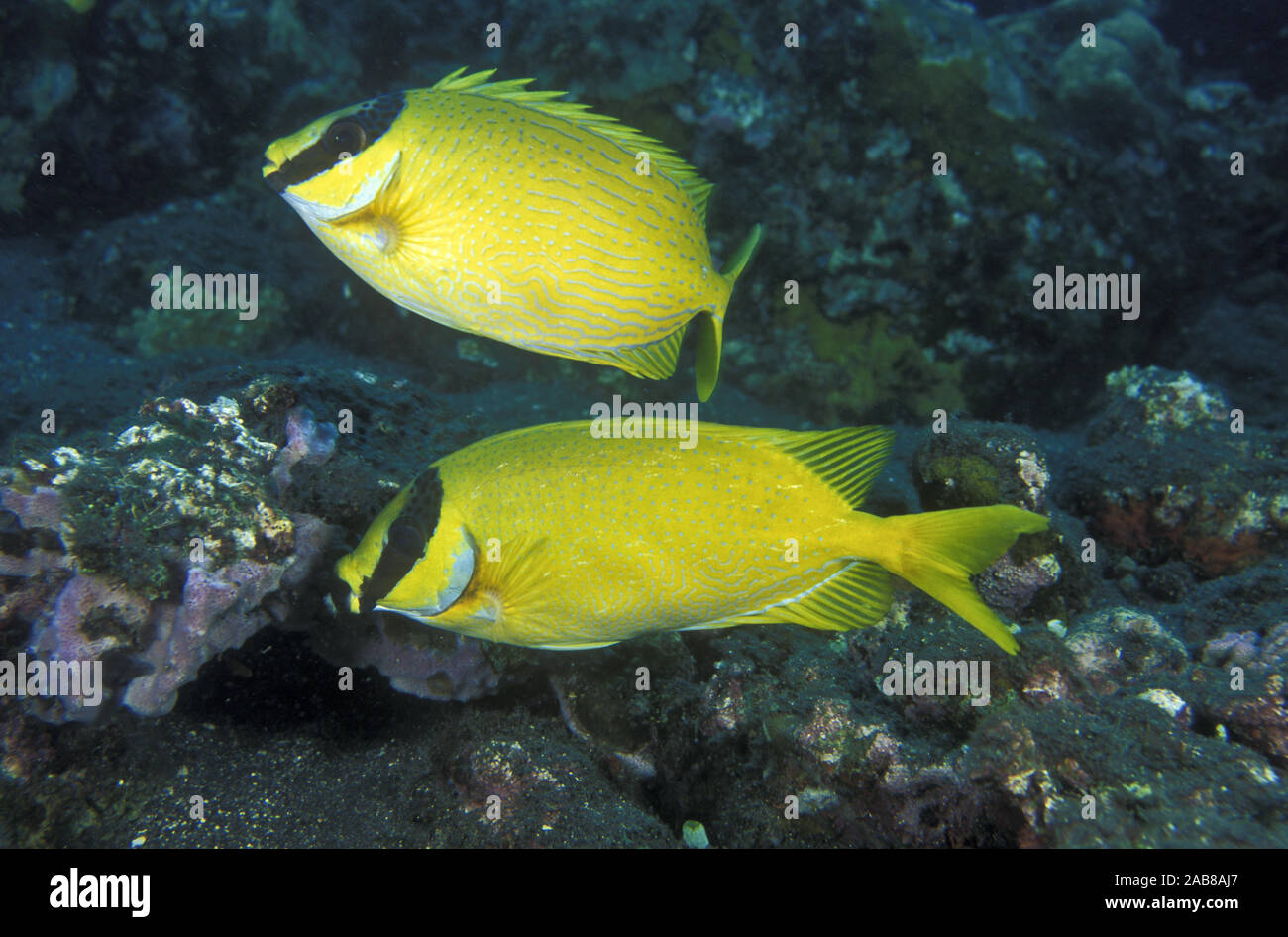 Bluelined rabbitfish (Siganus puellus), has venomous fin spines, although not as toxic as the spines of scorpionfishes. Bali, Indonesia Stock Photo