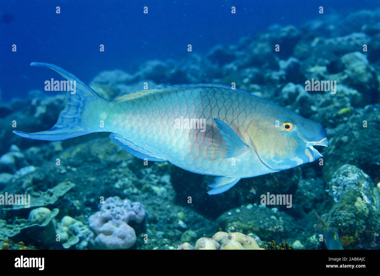 Ember parrotfish (Scarus rubroviolaceus), has beak-like fused teeth to scrape algae from dead coral or rocks. Solomon Islands Stock Photo