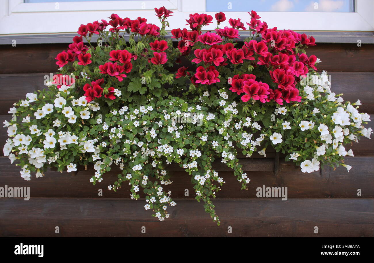 Red and white flowering plants in a flower box in the window sill . Geranium, petunia and bacopa flower growth in pot Stock Photo