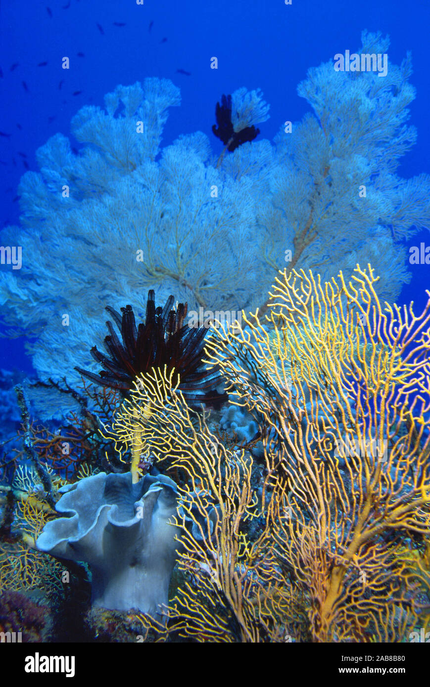 Coral garden reef scene: sea fans, crinoids and soft corals. Coral Sea, Australia Stock Photo