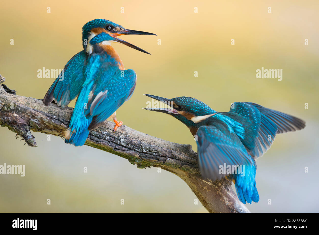 Common Kingfisher / Eisvogel  ( Alcedo atthis ) fledgling begging for food. Old male shows territorial behaviour, chasing fledling out of its territor Stock Photo