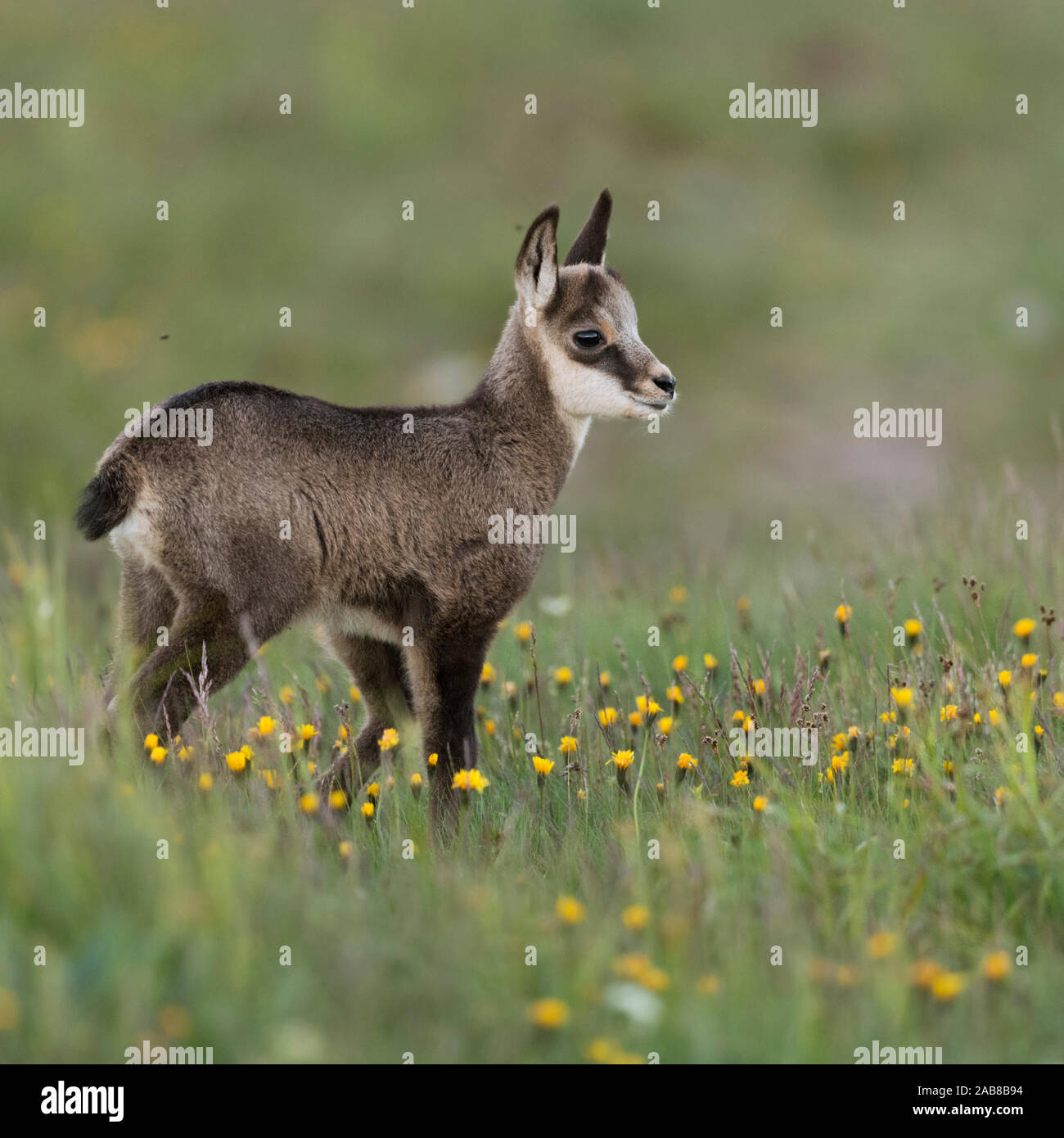 Chamois Gaemse Rupicapra Rupicapra Cute Fawn Young Baby Animal Standing In A Flowering Alpine Meadow Watching For Its Parents Europe Stock Photo Alamy