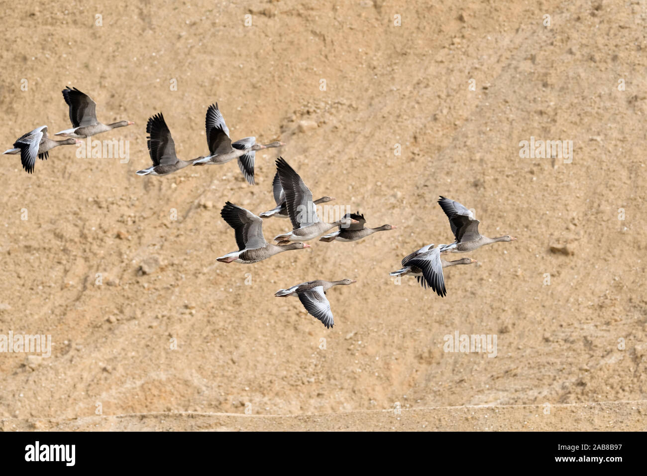 Greylag Geese / Graugänse ( Anser anser ) in flight through a sand pit, little flock, nice formation with geese of different age, wildlife, Europe. Stock Photo