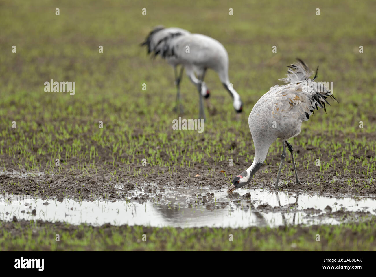 Common Cranes / Graukraniche ( Grus grus )  resting on wet farmland, drinking water, searching for food, during autumn migration, wildlife, Europe. Stock Photo