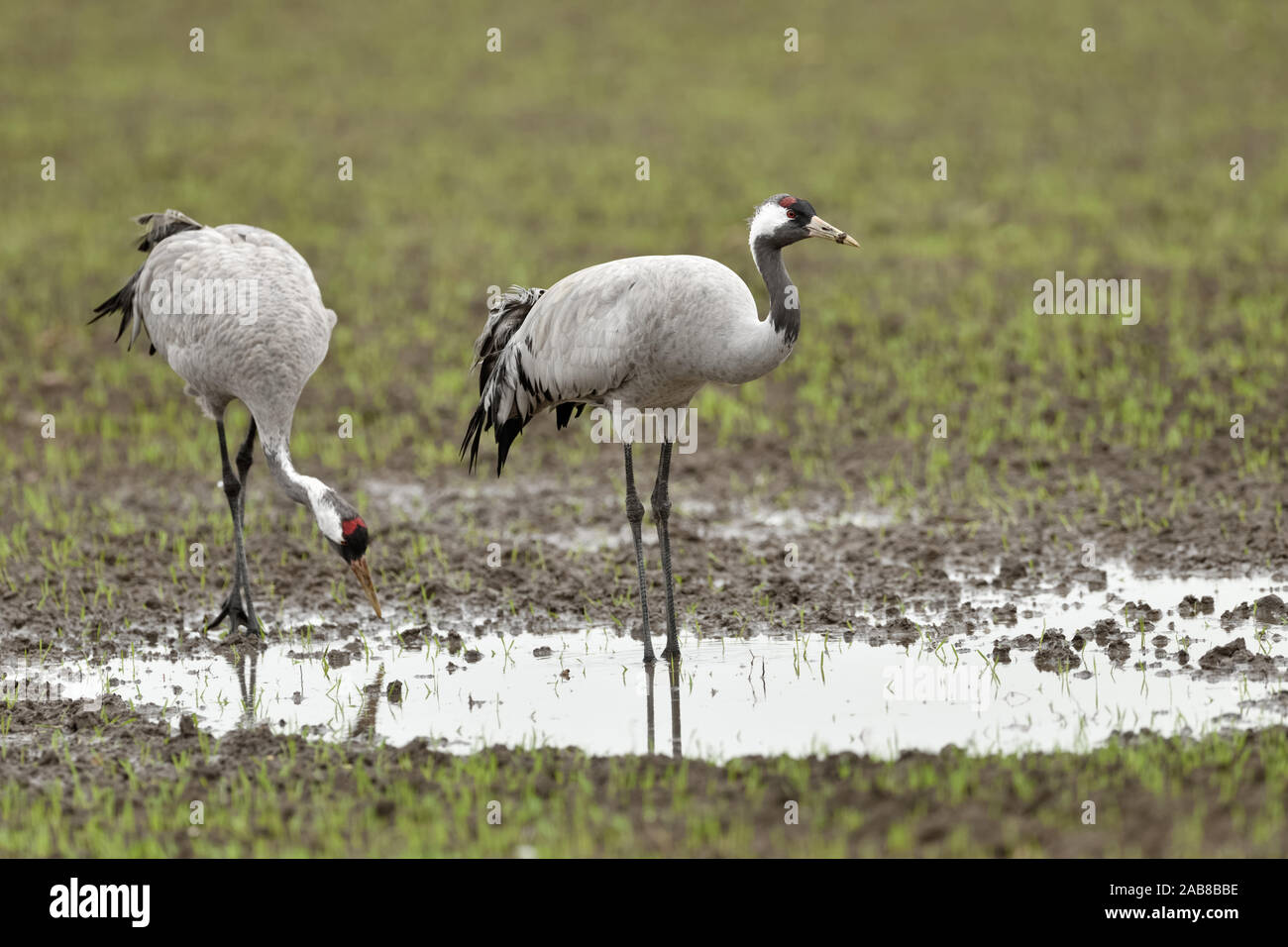Common Cranes / Graukraniche ( Grus grus ), couple, pair, resting on farmland, drinking water, searching for food, during autumn migration, wildlife, Stock Photo