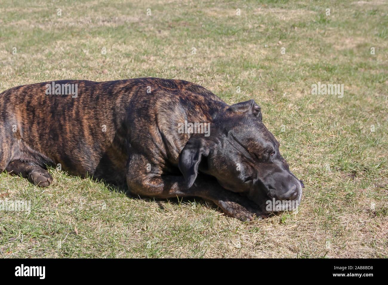 A new cane corso dog sleeps in the sunshine outside Stock Photo