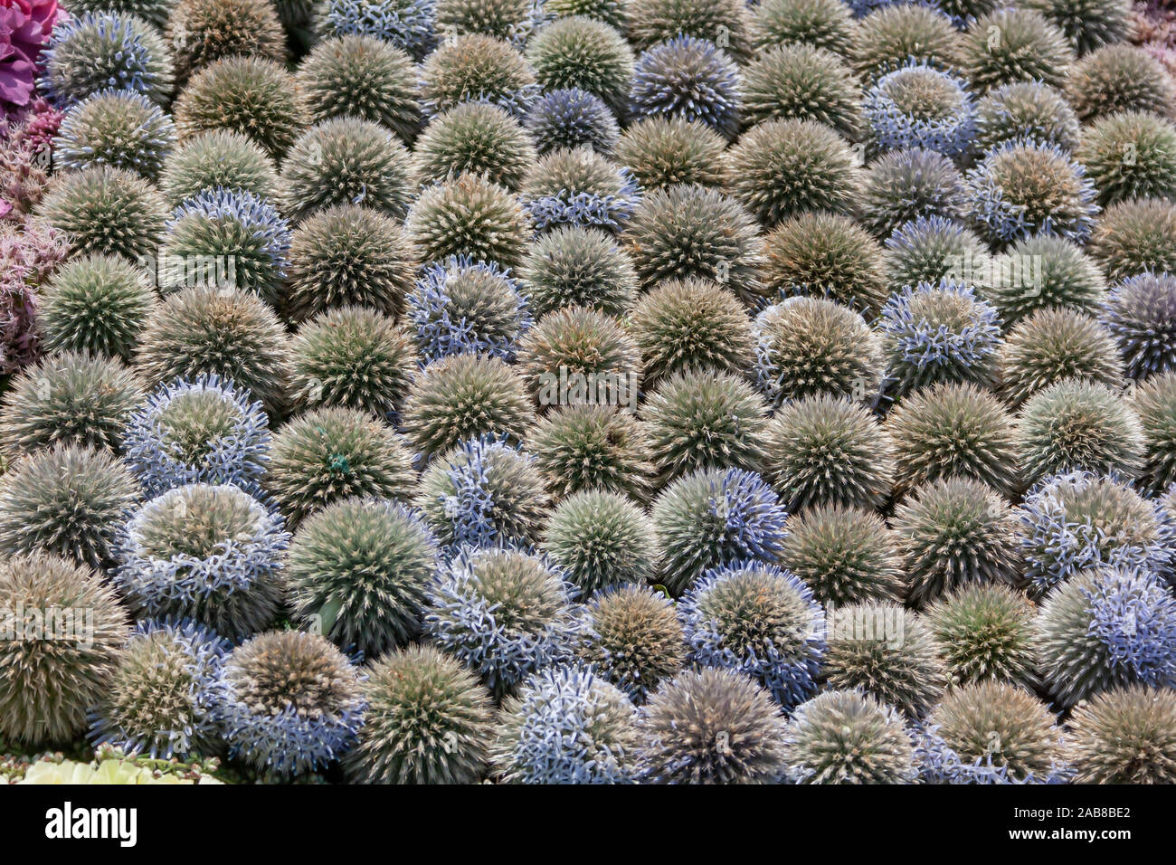 Wide angle beautiful background of cactus plants. Colorful green Echinocactus plants. Wallpaper with cactus-es Stock Photo