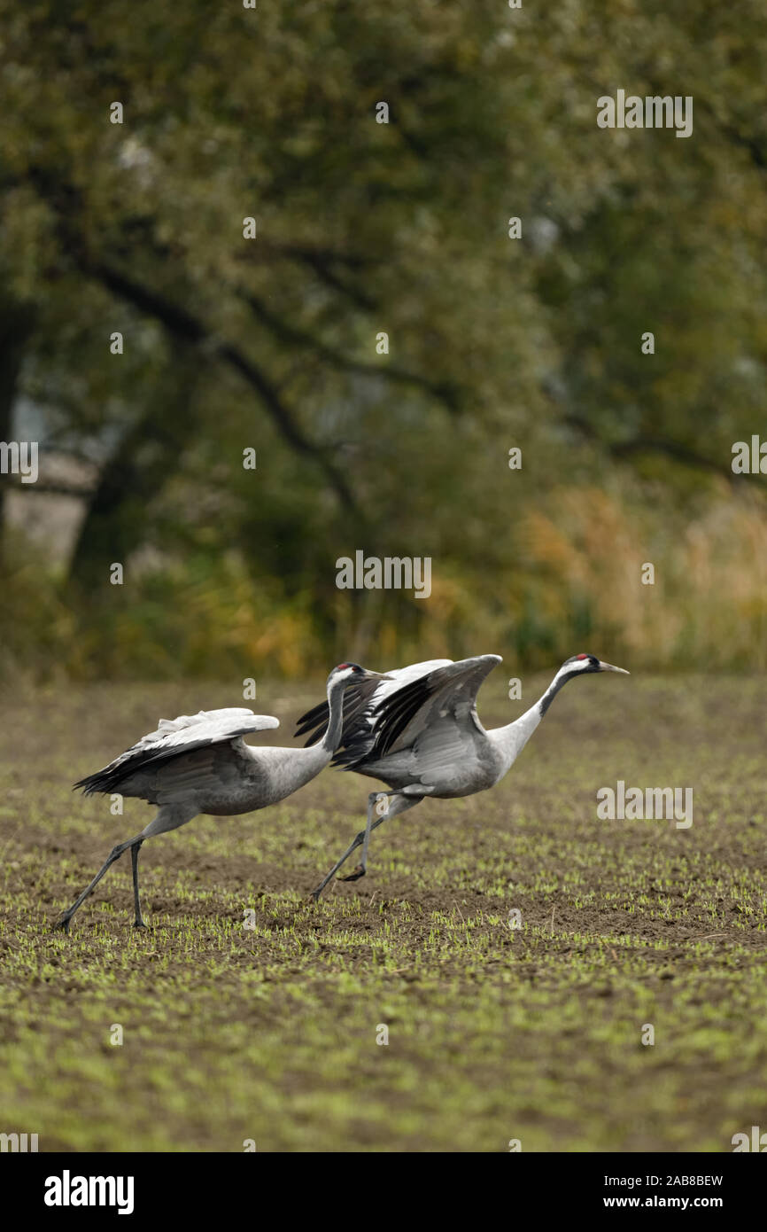 Common Cranes / Graukraniche ( Grus grus ), pair, couple, taking off from farmland, leaving, flying away, migratory birds, wildlife, Europe. Stock Photo