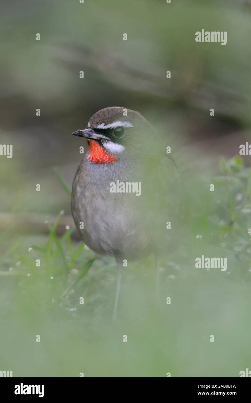 Siberian Rubythroat / Rubinkehlchen ( Luscinia calliope ), male bird, hiding on the ground in low vegetation, extremly rare winterguest in Western Eur Stock Photo