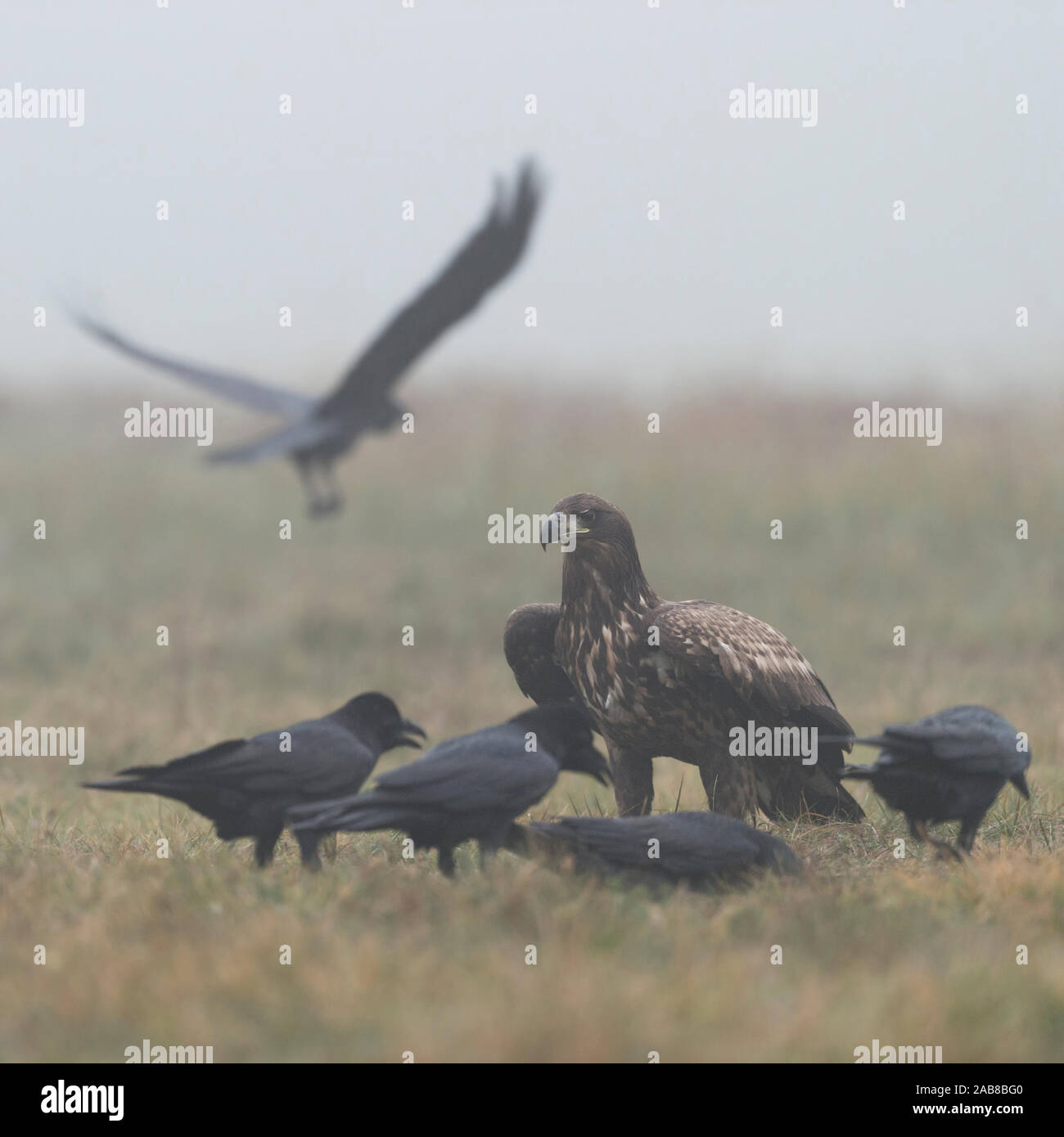 White-tailed Eagle / Sea Eagle / Seeadler ( Haliaeetus albicilla ), young, adolescent, sitting on the ground, irritated by Common Ravens, Europe. Stock Photo