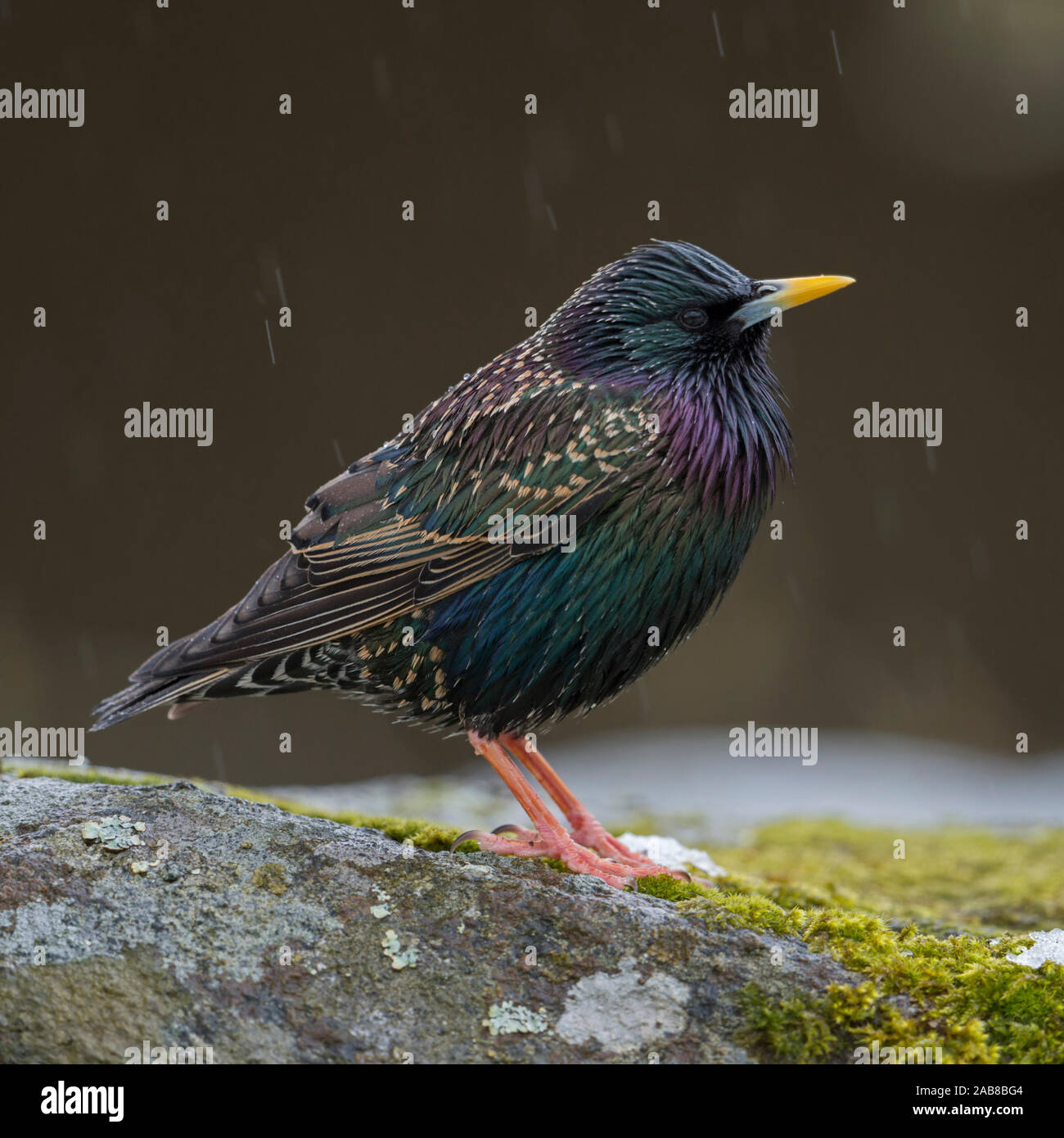 Common starling / Star ( Sturnus vulgaris ) adult in its breeding dress, perched on a rock in rain, nice metallic shimmering plumage, in Spring, Europ Stock Photo