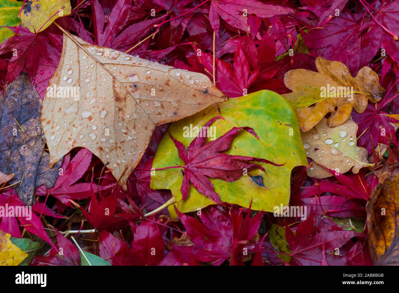 Fallen autumn leaves with raindrops Stock Photo