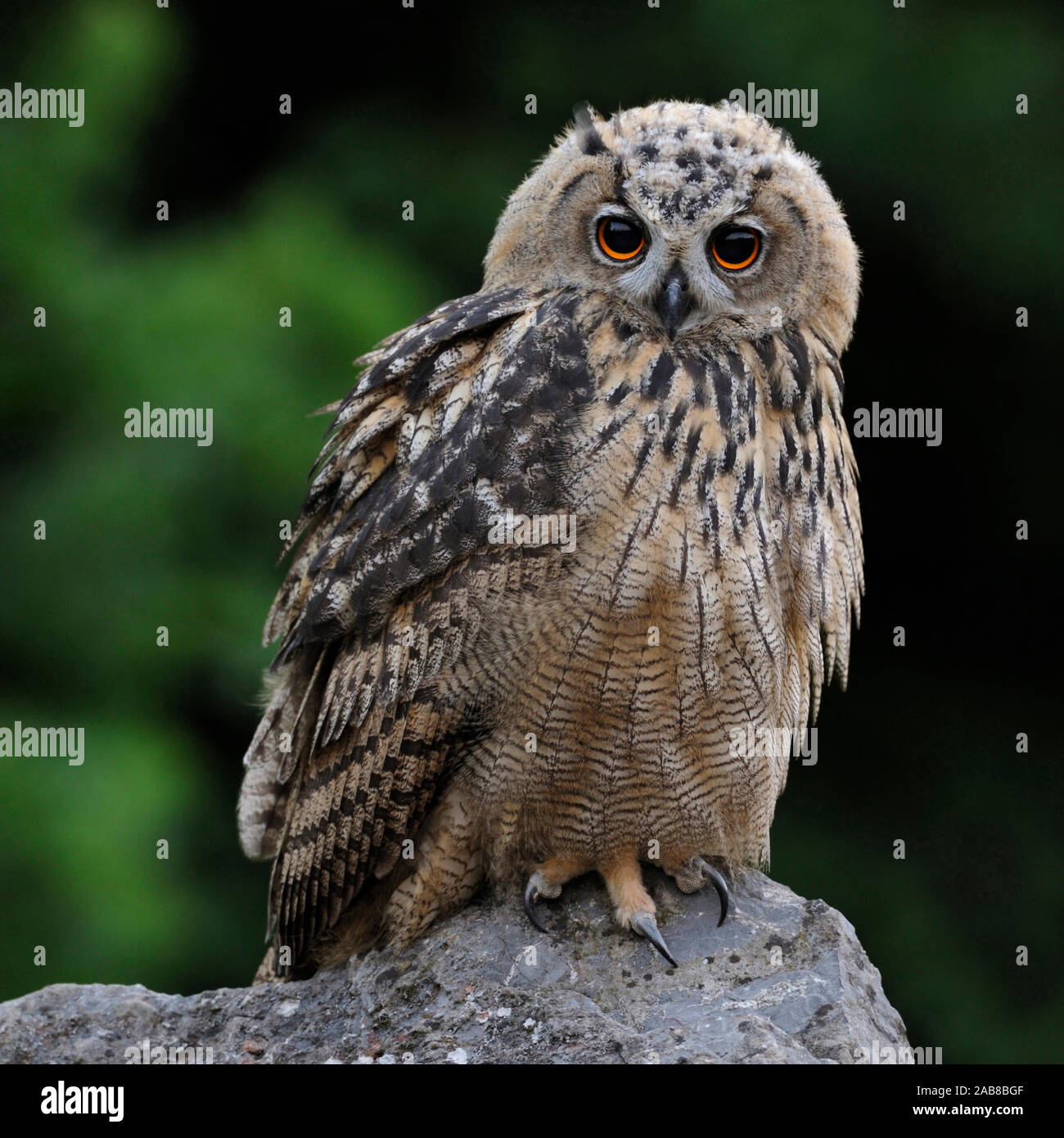 Uhu Bubo bubo Eurasian Eagle Owl Europe Europa Stock Photo - Alamy