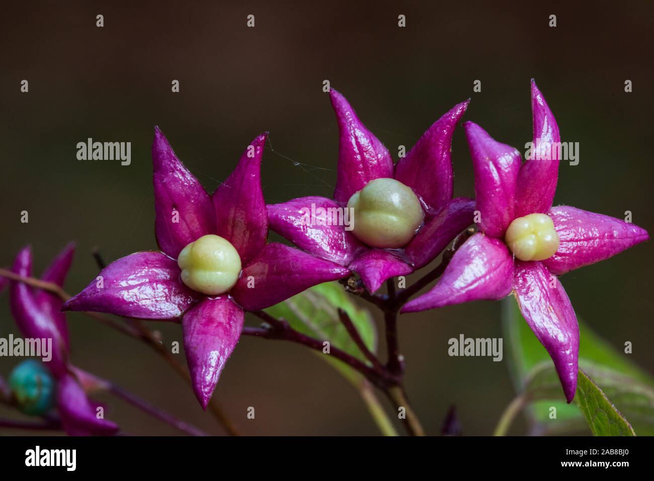 Farges Harlequin Glorybower (Clerodendrum trichotomum var. fargesii), developing fruits Stock Photo
