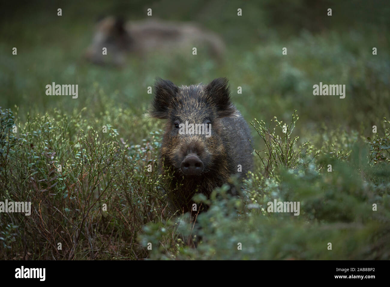 Wild Boar / Wild Hog / Feral Pig / Wildschwein ( Sus scrofa ) in the undergrowth, wildlife, Europe. Stock Photo