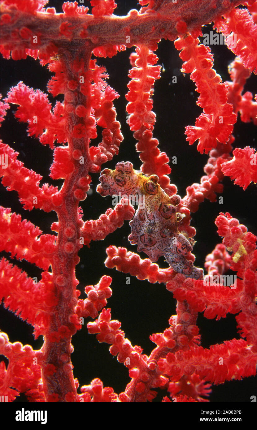 Pygmy seahorse (Hippocampus bargibanti), very tiny and very camouflaged. Lives amongst the branches of the gorgonian sea fans of the genus Muricella i Stock Photo