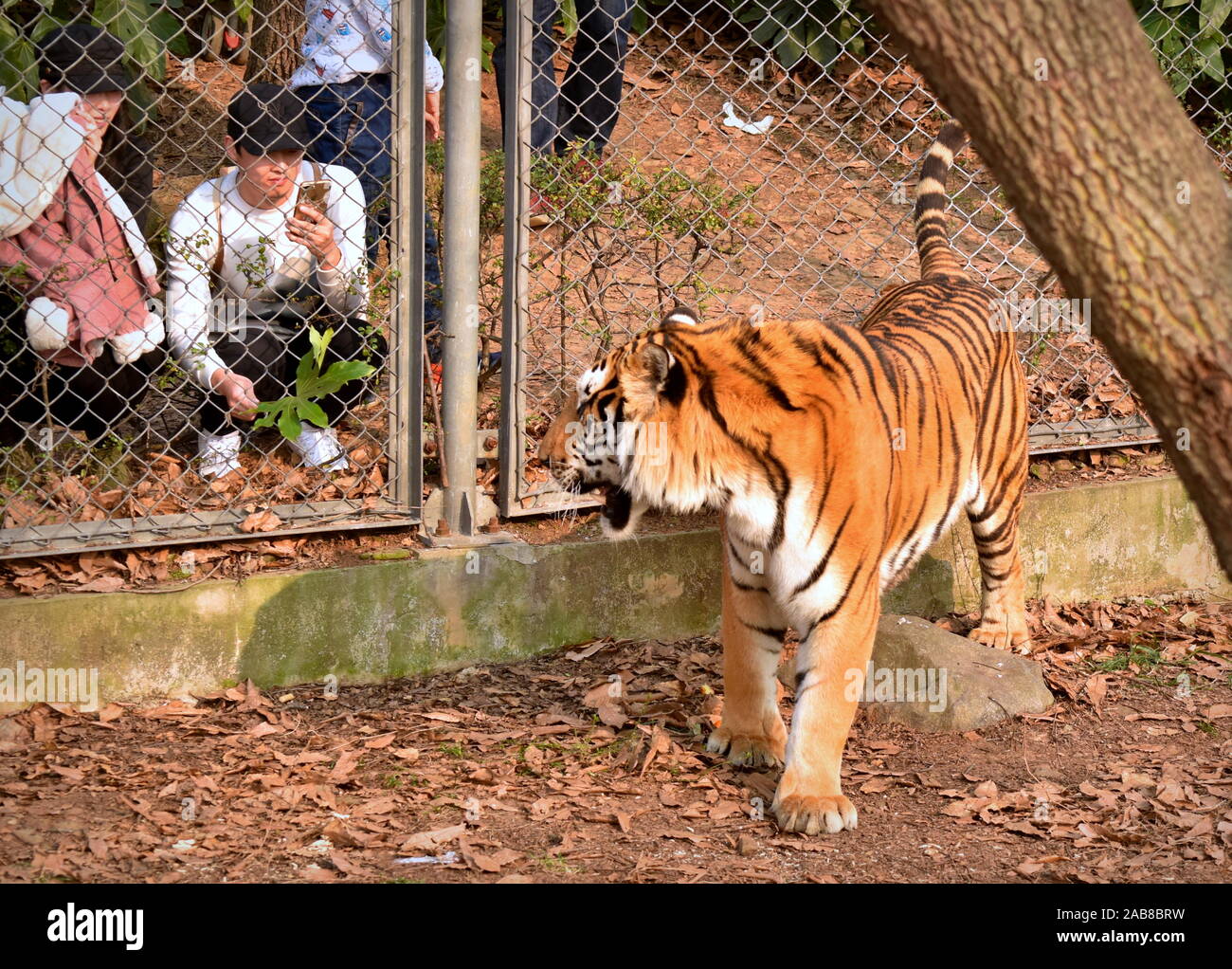Risky animal hi-res stock photography and images - Alamy