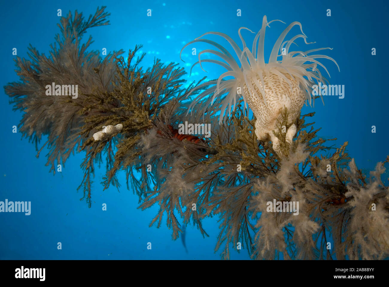 Tiger anemone (Nemanthus sp.), on branch of black coral (Antipathes sp.) at a depth of 34 m. Also known as Wandering anemones as they can drift throug Stock Photo