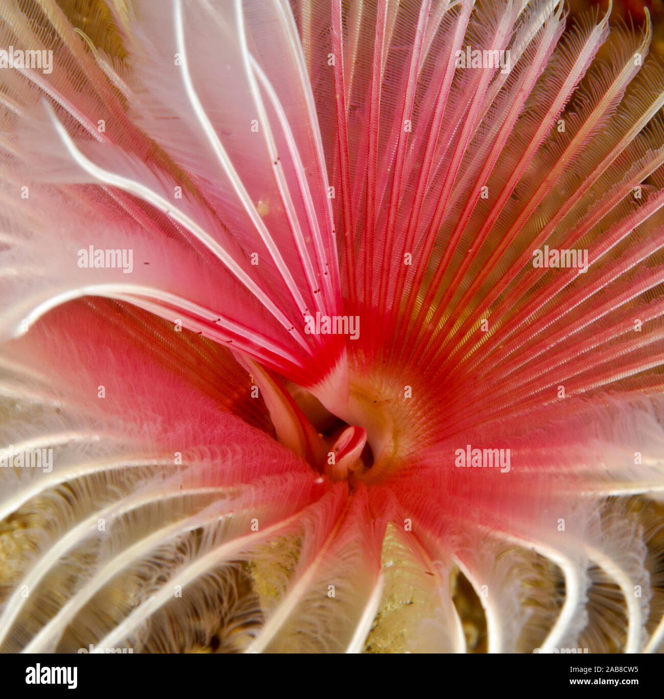 Feather-duster worm (Bispira sp.), a tube worm with a colourful ’crown’ of ornate feeding and respiratory tentacles. It is a sedentary polychaete safe Stock Photo