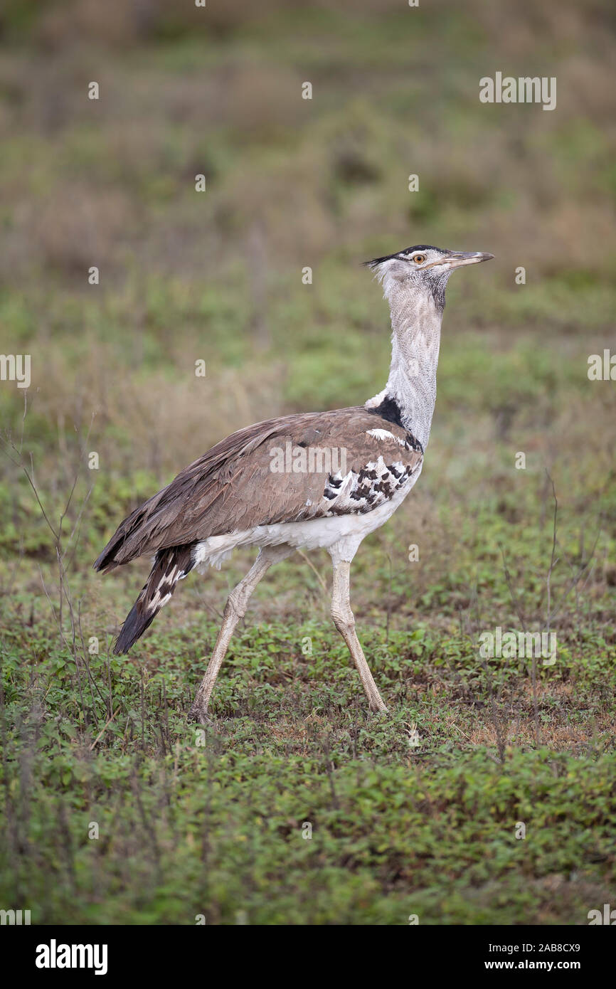 Kori Bustard Ardeotis kori struthiunculus the largest flying bird native to Africa walking in profile on grassland in Ndutu, Tanzania Stock Photo