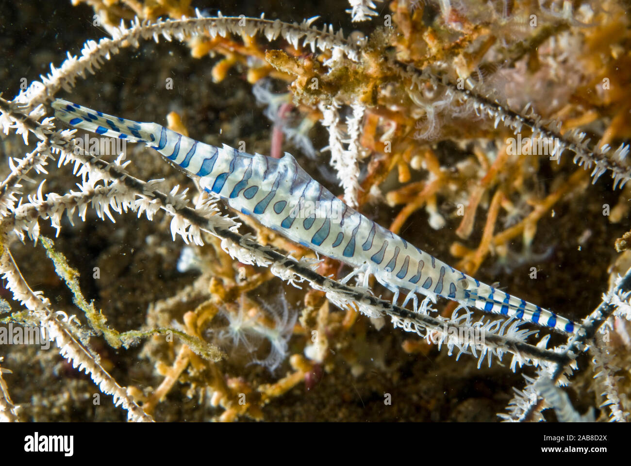 Sawblade shrimp (Tozeuma armatum), an exotic very elongate species of shrimp whose rostrum is nearly a third of the total length. Body transparent wit Stock Photo