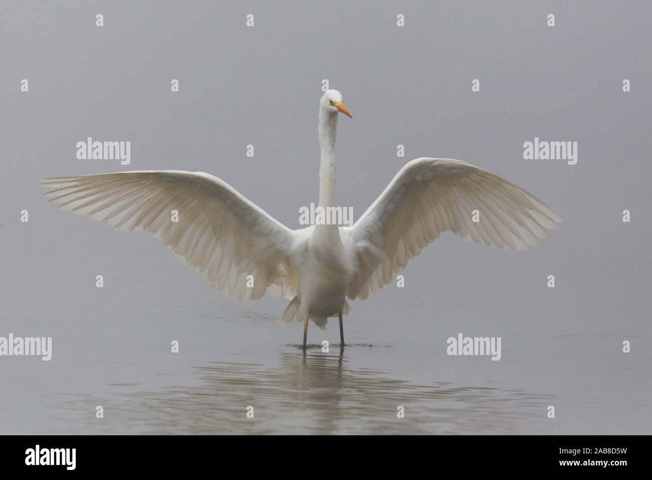 White Egret Landing Long Scarf