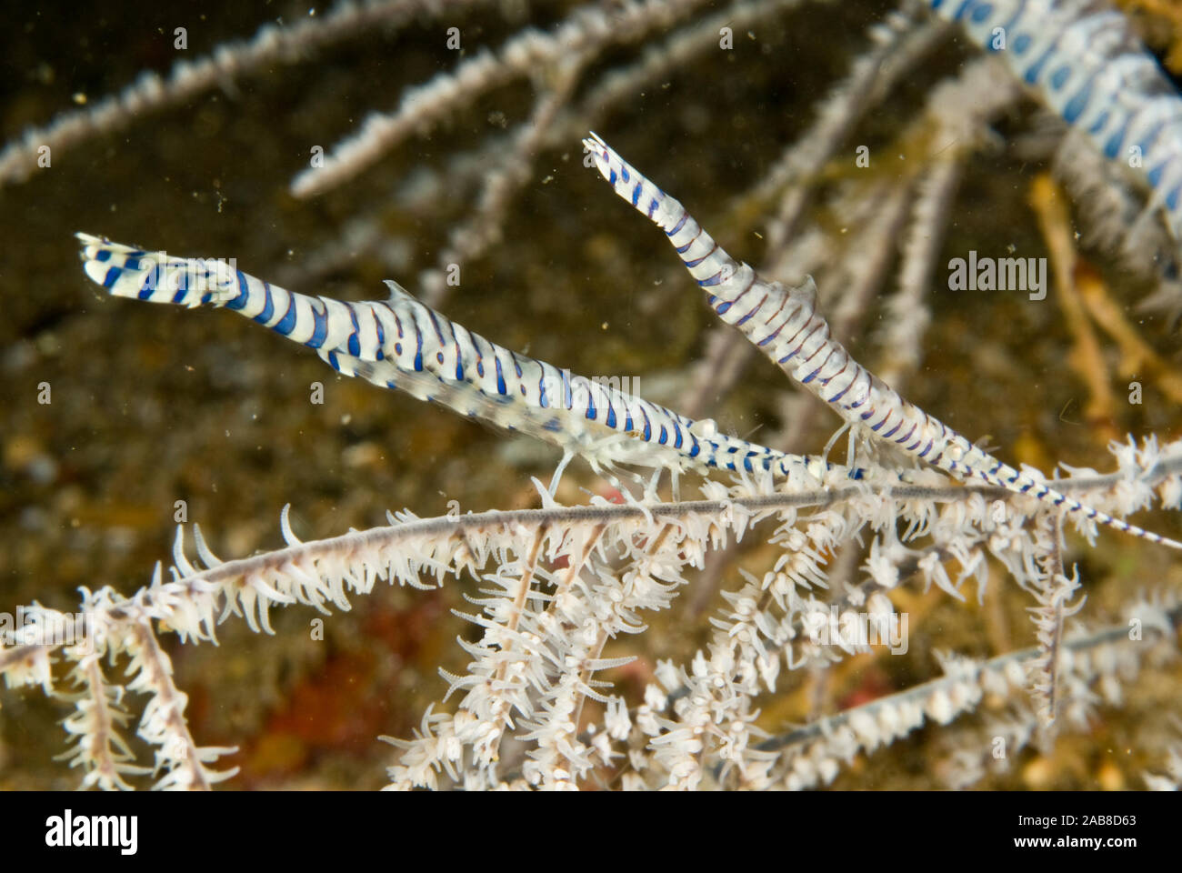 Sawblade shrimp (Tozeuma armatum), an exotic very elongate species of shrimp with rostrum that is nearly a third of the total length. Body transparent Stock Photo