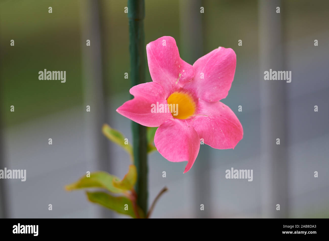 Bright flowers Mandevilla closeup on the background of green. Romantic Mandevilla for flower