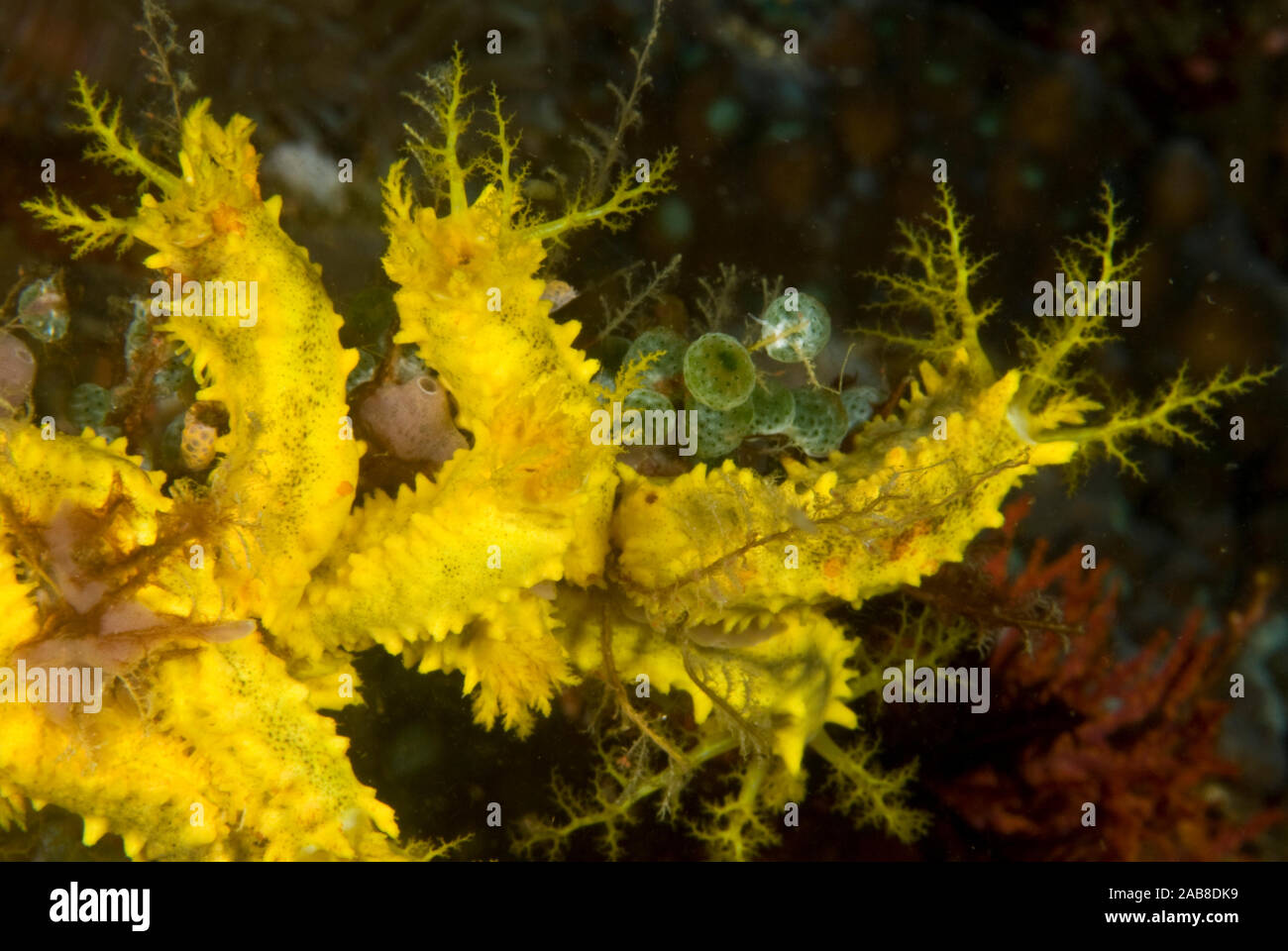 Orange sea cucumber (Cucumaria miniata), resembles a bright yellow ...
