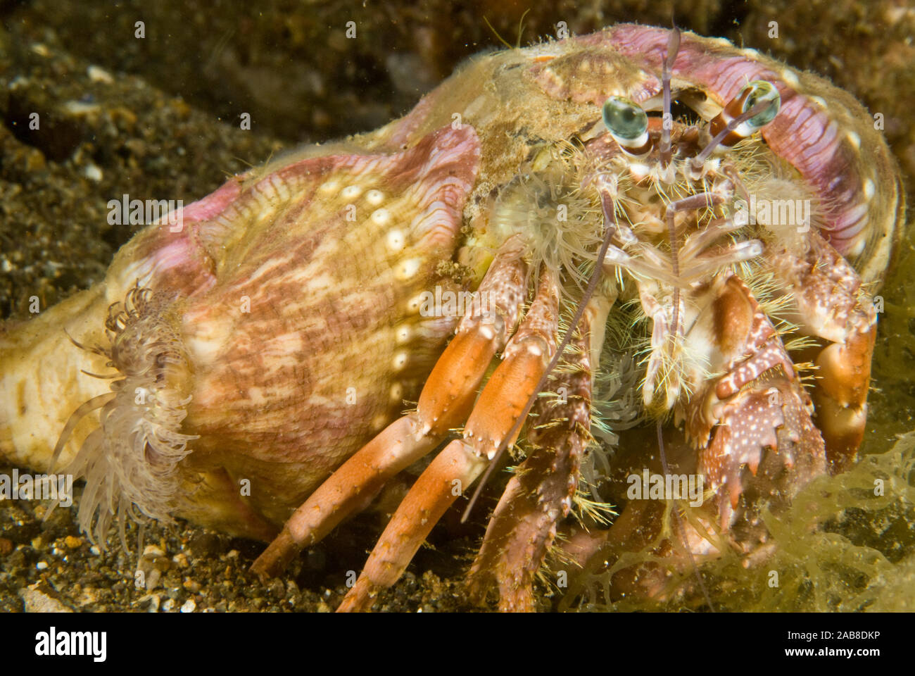 Anemone hermit crab (Dardanus pedunculatus), A very common species that ...