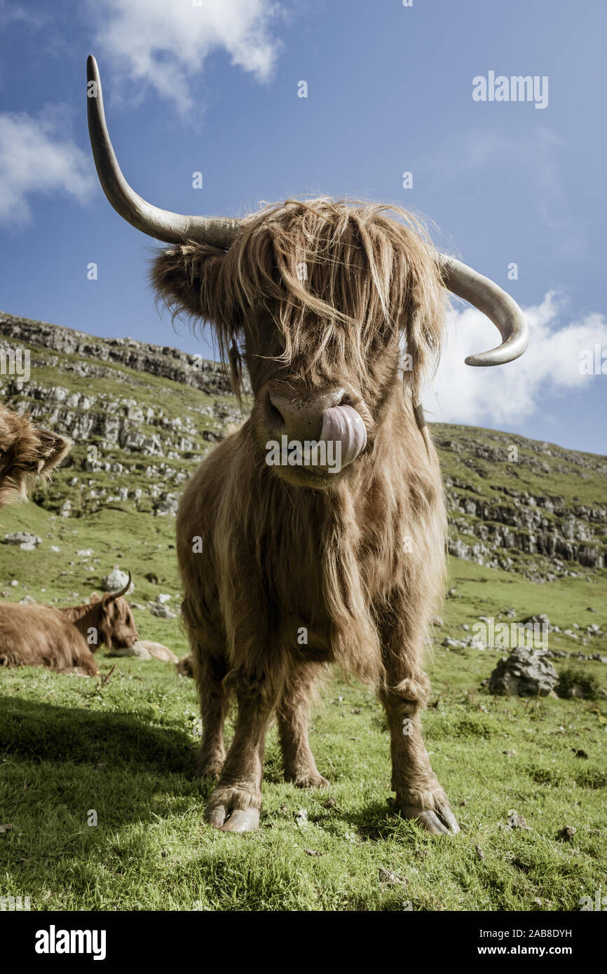 Highland cattle cow portrait in the village of Kirkjubøur in the island of Streymoy, Faroe Island, Denmark, Europe. Stock Photo