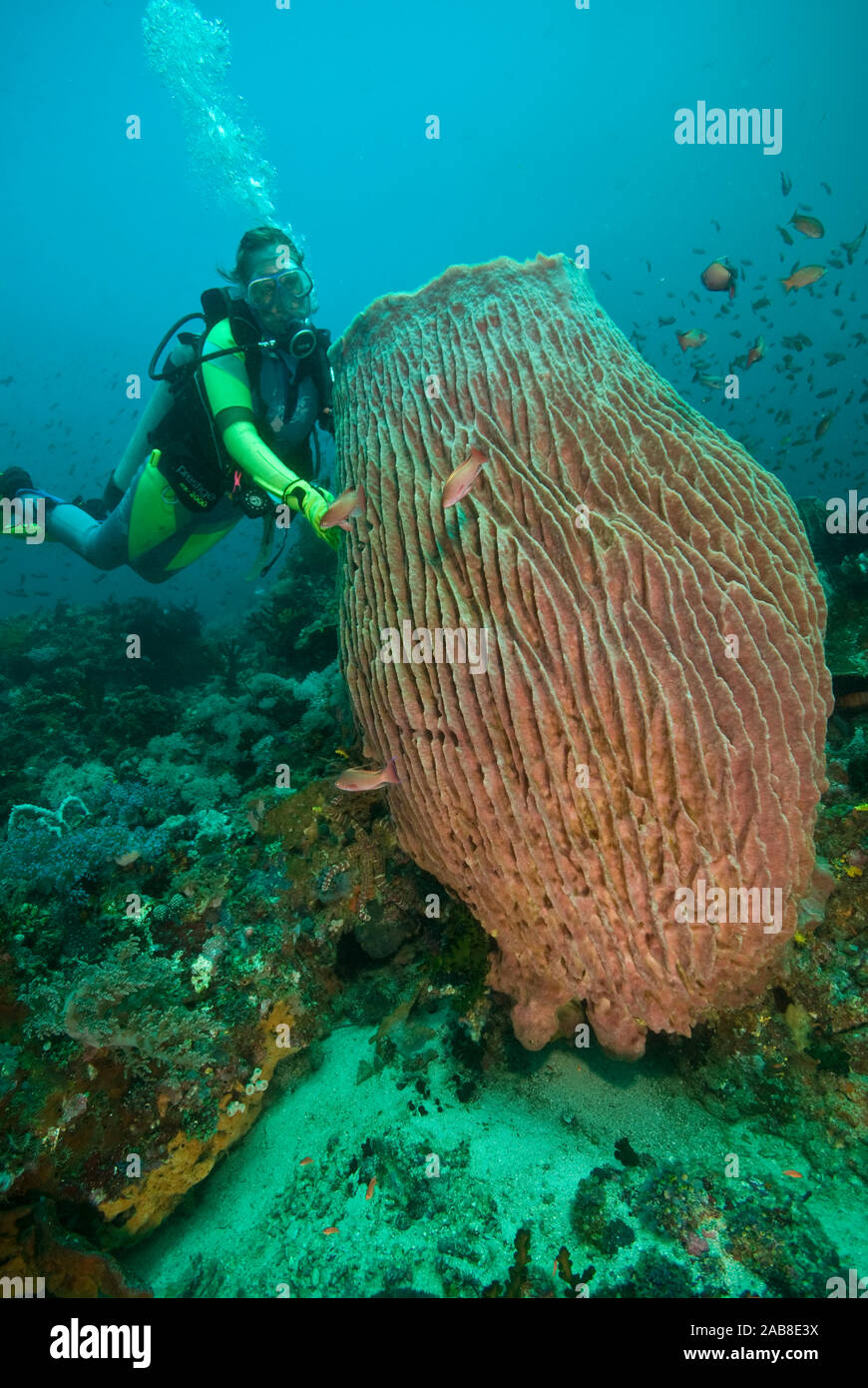 Barrel sponge (Xestospongia testudinaria), the largest sponges of reefs of the western Pacific, and diver. Anilao, Manila, Philippines Stock Photo