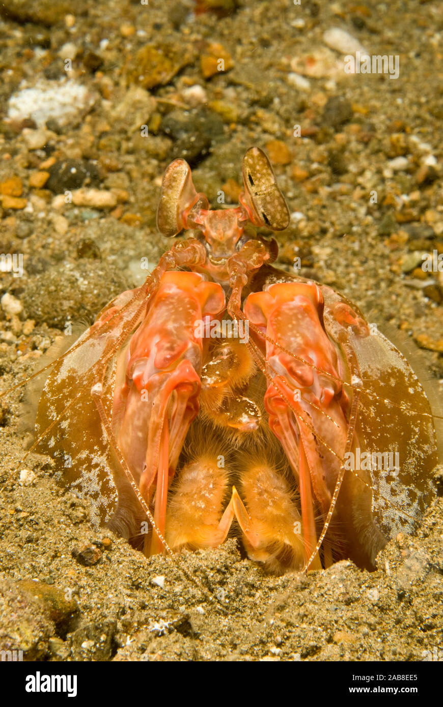 Spearing mantis shrimp (Lysiosquilla sulcirostris), lives in a large U-shaped burrow excavated in the sand. Hunts mostly at night. During the day, bur Stock Photo