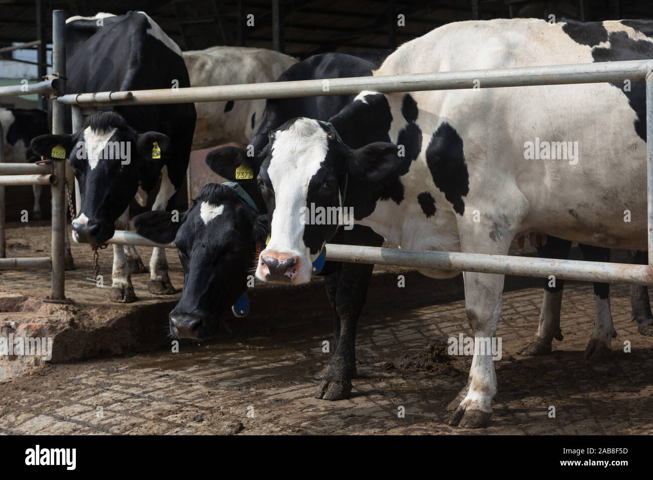Holstein Friesian Cattle Stock Photo - Alamy