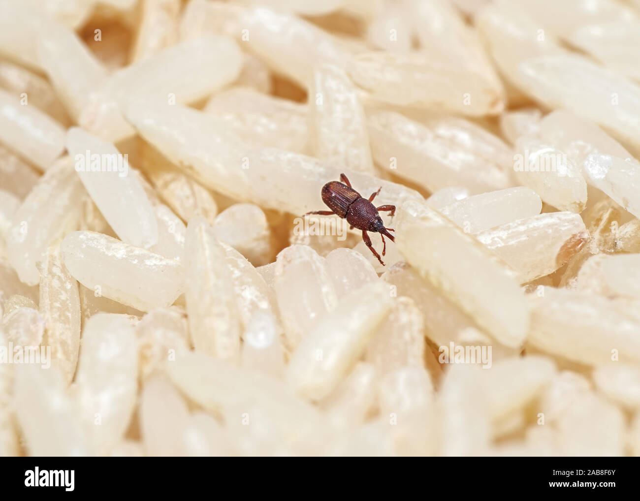 Macro Photography of Rice Weevil or Sitophilus oryzae on Raw Rice Stock Photo