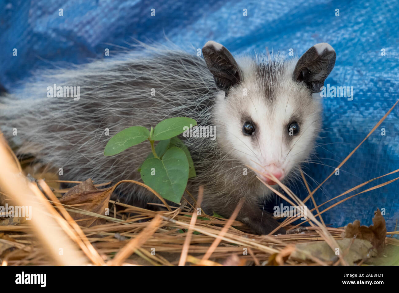 Closeup of a Virginia opossum in Raleigh, North Carolina Stock Photo