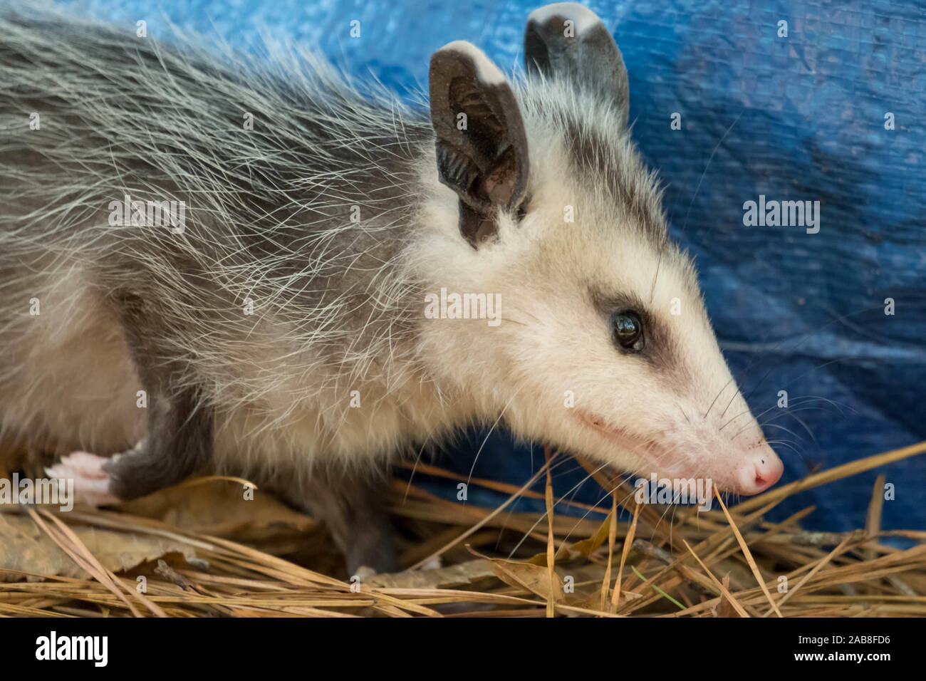 Portrait profile view of a Virginia opossum in Raleigh, North Carolina