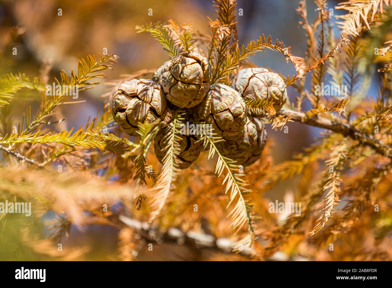 Closeup of the female cones of a bald cypress tree during the fall at Crowder Park in Apex, North Carolina. Stock Photo