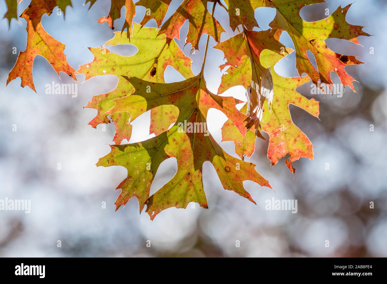 Beautiful Autumn foliage of a Scarlet Oak tree at Crowder Park in Apex, North Carolina. Stock Photo