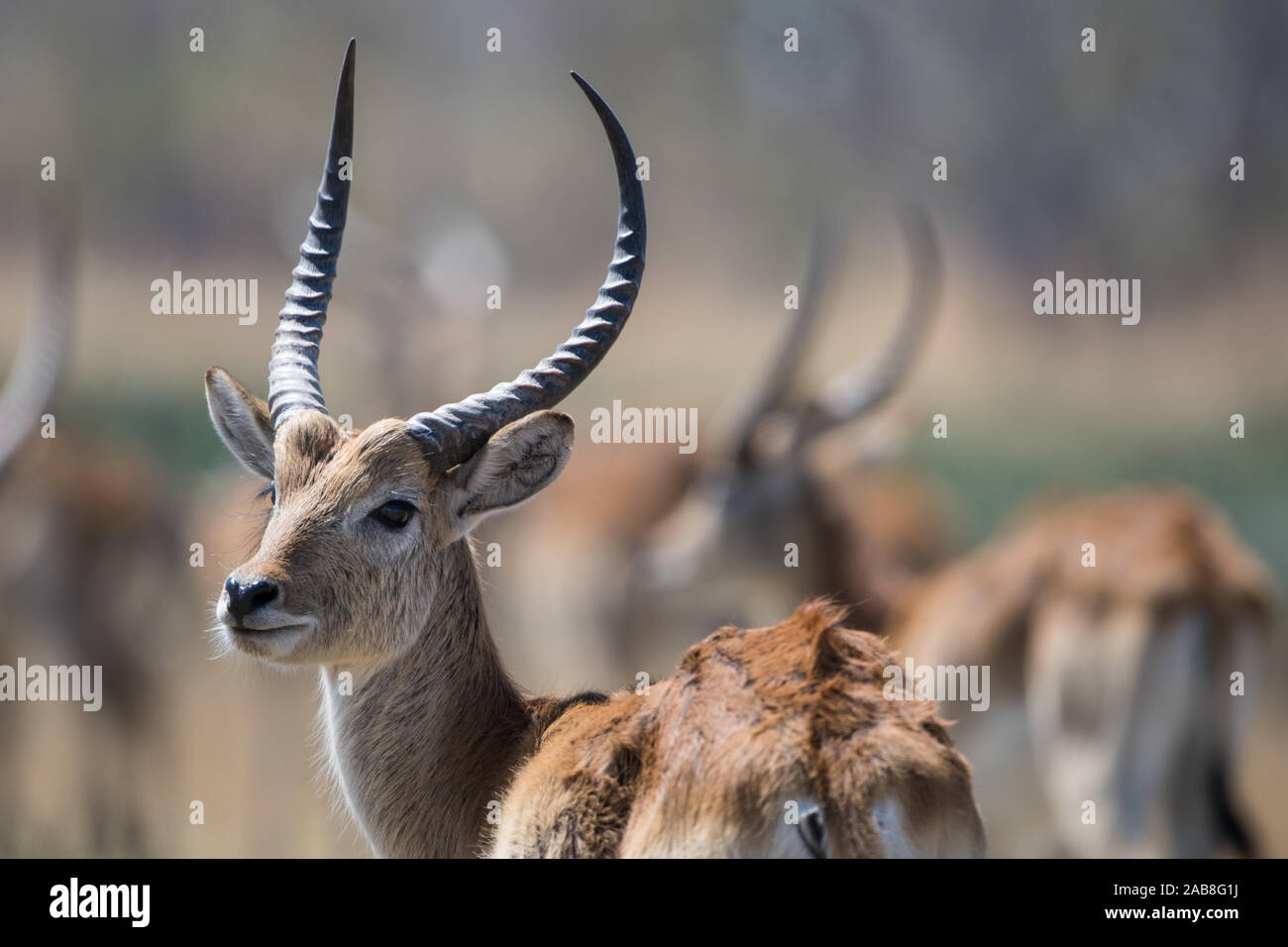 Beautiful red lechwe male with other rams in background in Moremi NP (Bodumatau), Botswana Stock Photo