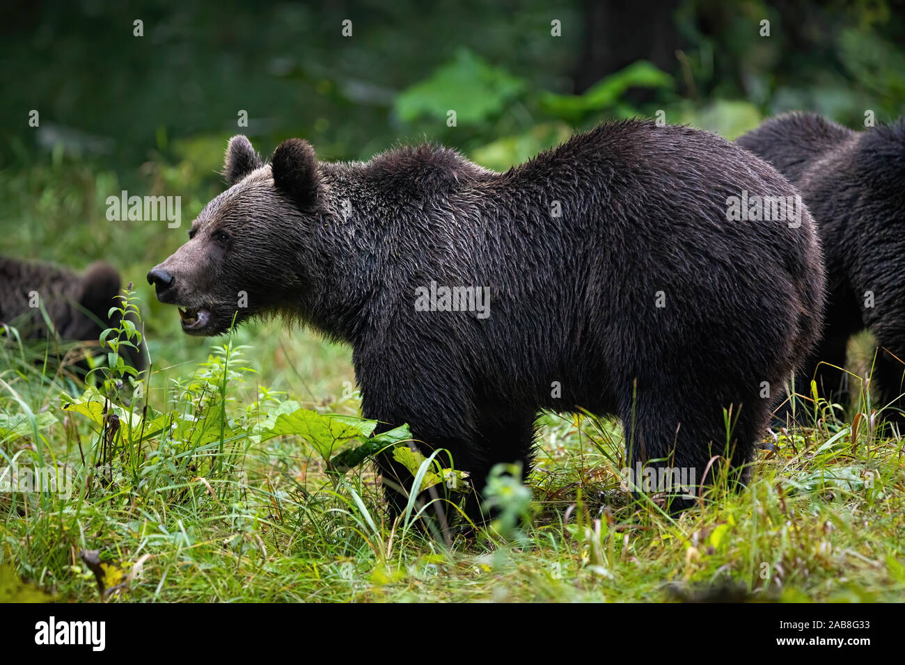 Brown bear mother and her two cubs on the clearing Stock Photo - Alamy