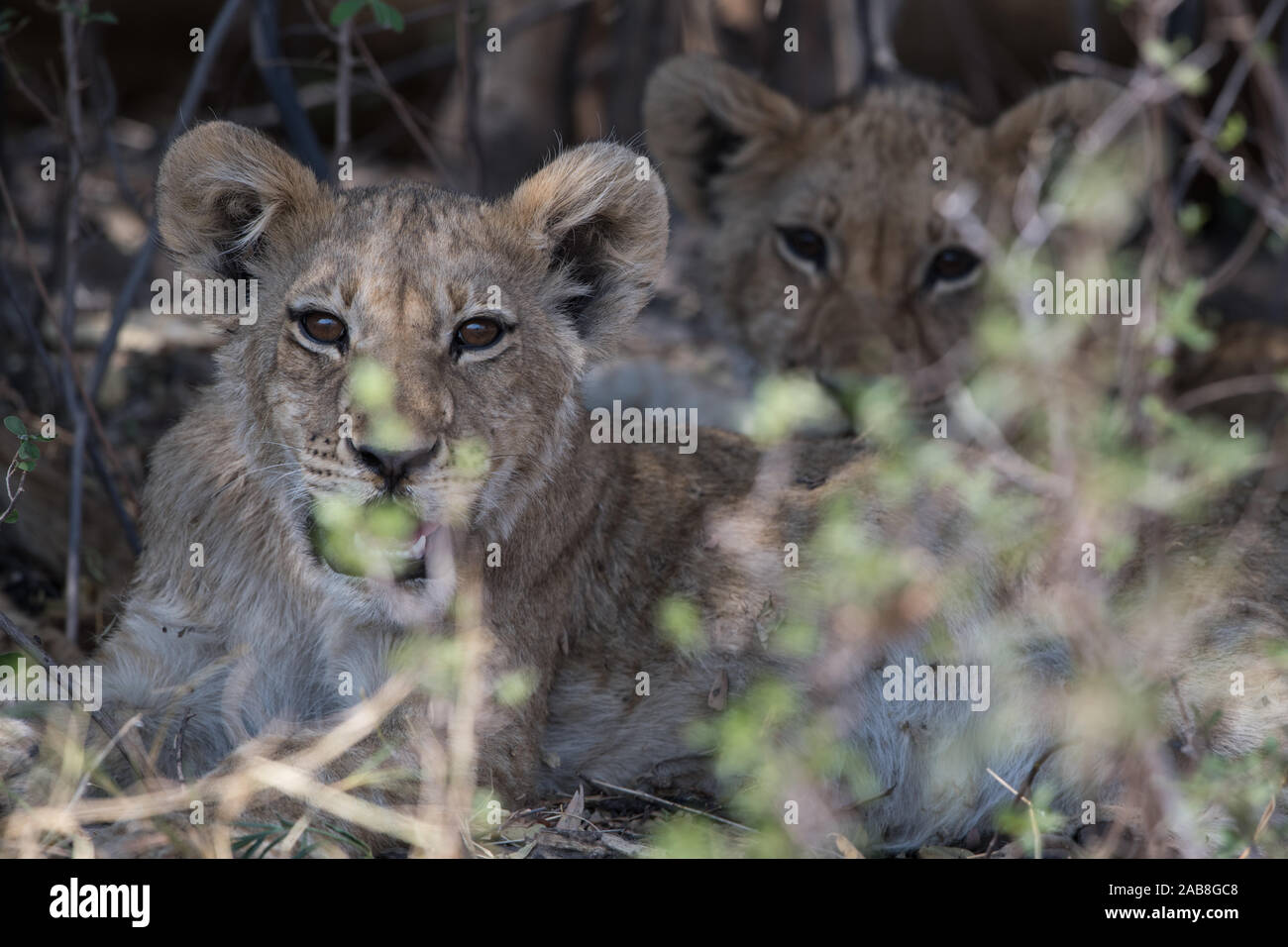 Two lion (panthera leo) cubs resting in half shade in Savuti, Chobe NP, Botswana Stock Photo
