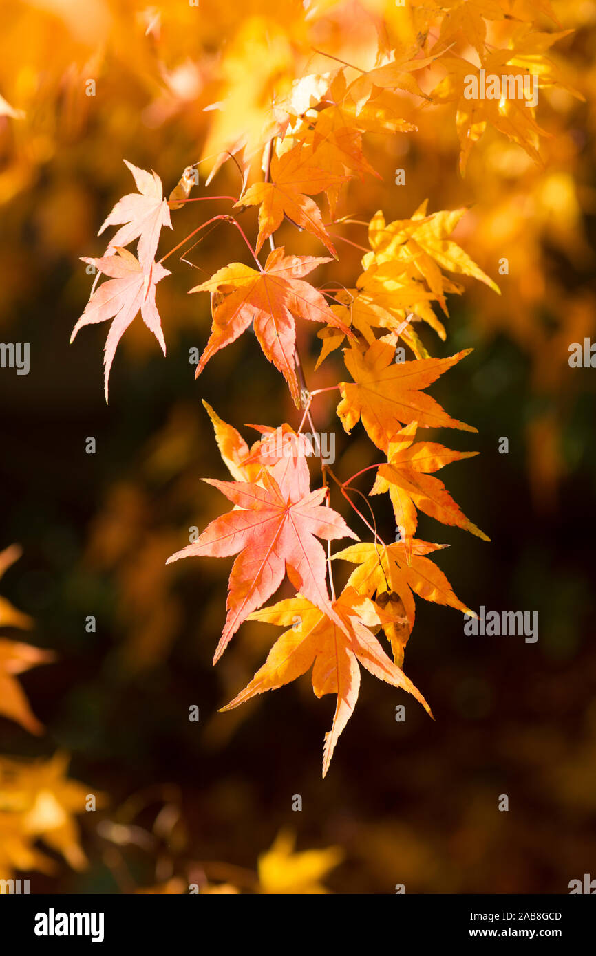 Acer Palmatum Japanese Maple High Resolution Stock Photography and ...