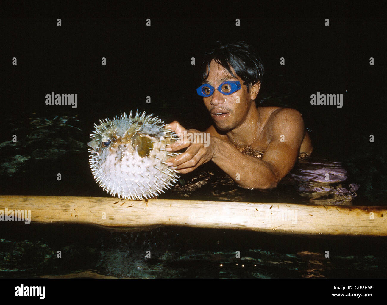 Indonesia. Sulawesi. Diver with Porcupine Pufferfish. - Stock Image