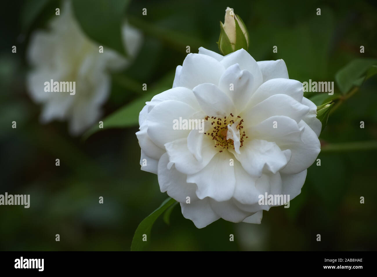 Lovely white rose and a bud blooming in the garden Stock Photo