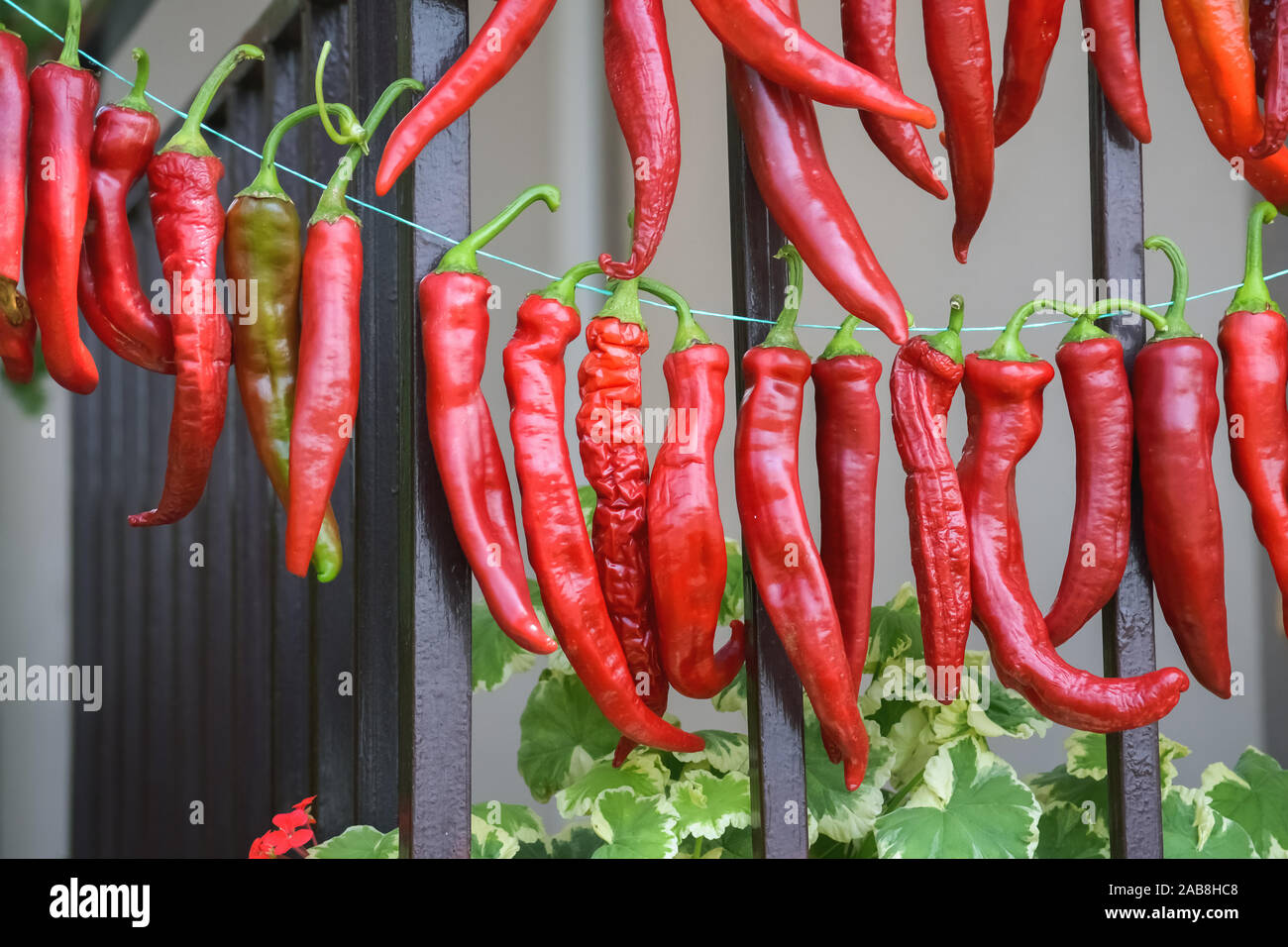 Row of red hot peppers hanging and drying on a string in the backyard Stock  Photo - Alamy